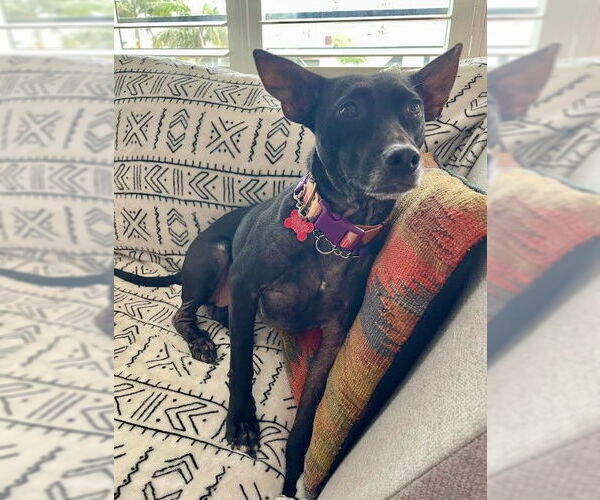 Medium Photo #4 Labrador Retriever-Unknown Mix Puppy For Sale in San Diego, CA, USA