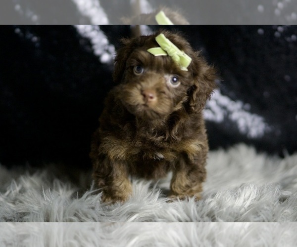 Medium Photo #38 YorkiePoo Puppy For Sale in WARSAW, IN, USA