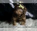 Small #4 YorkiePoo