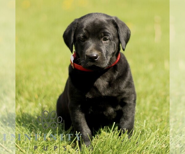 Medium Photo #4 Labrador Retriever Puppy For Sale in COATESVILLE, PA, USA