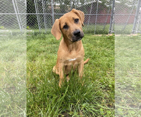 Medium Photo #1 Mountain Cur-Unknown Mix Puppy For Sale in Pottstown, PA, USA