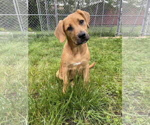 Mountain Cur-Unknown Mix Dogs for adoption in Pottstown, PA, USA