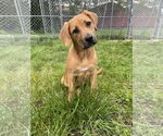 Small Mountain Cur Mix