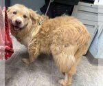 Small #3 Golden Pyrenees