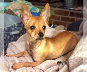 Chihuahua-Unknown Mix Dogs for adoption in Colorado Springs, CO, USA