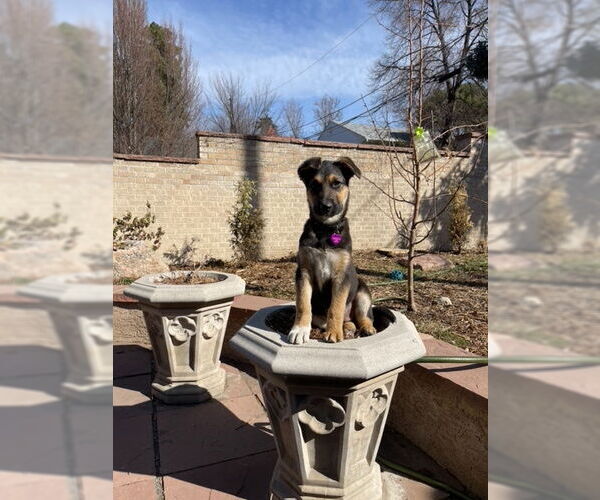 Medium Photo #3 German Shepherd Dog-Unknown Mix Puppy For Sale in Aurora, CO, USA