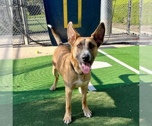 Levi - Male German Shepherd Dog-Unknown Mix Dog for Adoption - Photo #6