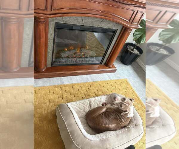 Medium Photo #2 American Staffordshire Terrier-Unknown Mix Puppy For Sale in Lakewood, CO, USA