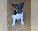 Puppy Puppy 1 Jack Russell Terrier