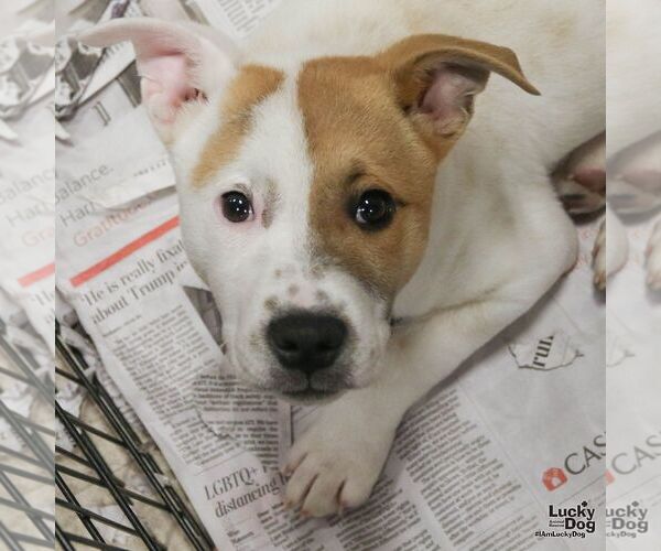 Medium Photo #3 Retriever -Unknown Mix Puppy For Sale in Washington, DC, USA