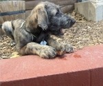 Small #6 Irish Wolfhound