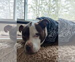 Small #7 American Pit Bull Terrier