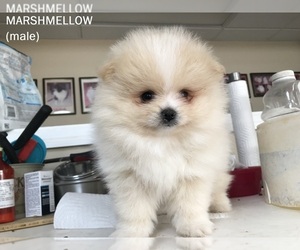 Miniature Spitz Puppy for sale in DAWSONVILLE, GA, USA