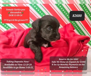 YorkiePoo Puppy for sale in TUCSON, AZ, USA