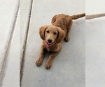 Minnie - Female Goldendoodle mix (+ Poodle Miniature) Dog for Adoption - Small photo