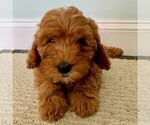 Small Photo #1 Cavapoo-Poodle (Miniature) Mix Puppy For Sale in GAP, PA, USA