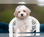 Small #3 Maltipoo (Miniature)
