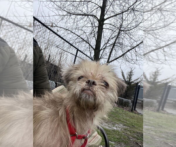 Medium Photo #1 Shih Tzu-Unknown Mix Puppy For Sale in Elmsford, NY, USA