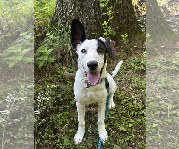 Medium Photo #2 Mutt Puppy For Sale in Rockaway, NJ, USA