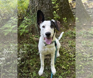 Left Eye Athens - Male Mutt Dog for Adoption - Photo #2