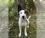 Small #1 Mutt