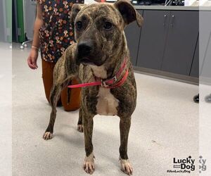 Plott Hound-Unknown Mix Dogs for adoption in Washington, DC, USA