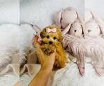 Small #21 Poodle (Toy)