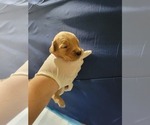 Small #12 Golden Retriever