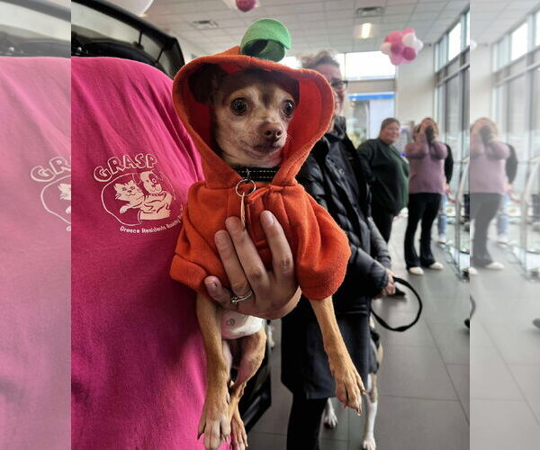 Medium Photo #3 Chihuahua-Unknown Mix Puppy For Sale in Rochester, NY, USA