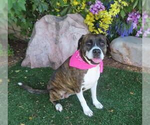 American Bulldog-Unknown Mix Dogs for adoption in Oklahoma City, OK, USA
