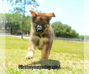 Medium German Shepherd Dog-Siberian Husky Mix