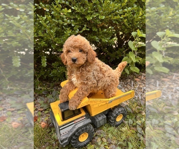 Medium Photo #4 Goldendoodle (Miniature) Puppy For Sale in MIDDLEBURY, IN, USA