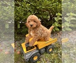 Small #3 Goldendoodle (Miniature)