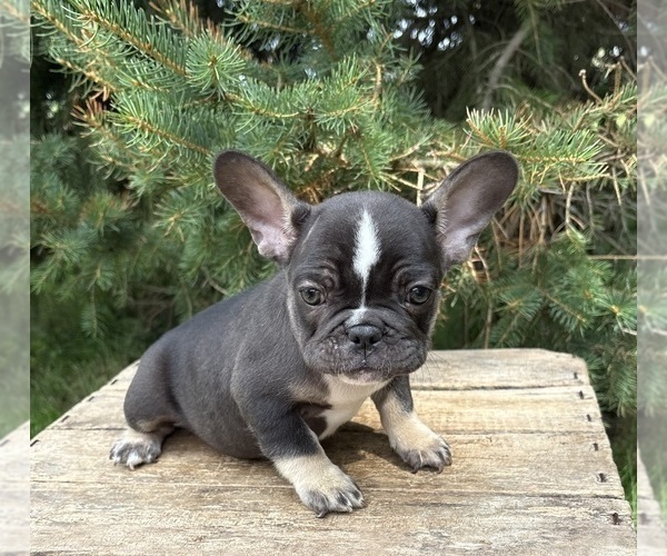 Medium Photo #2 French Bulldog Puppy For Sale in MIDDLEBURY, IN, USA