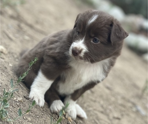Medium Photo #3 Miniature Australian Shepherd Puppy For Sale in COLORADO SPRINGS, CO, USA