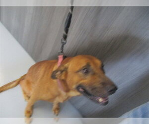 Labrador Retriever Dogs for adoption in Ocala, FL, USA