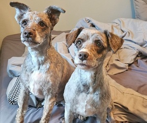 Schnauzer (Miniature) Dog for Adoption in STOUGHTON, Wisconsin USA