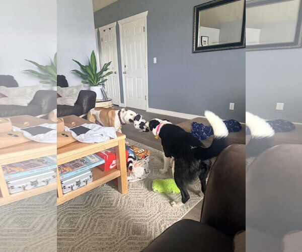 Medium Photo #15 Border Collie Puppy For Sale in Sandy, UT, USA