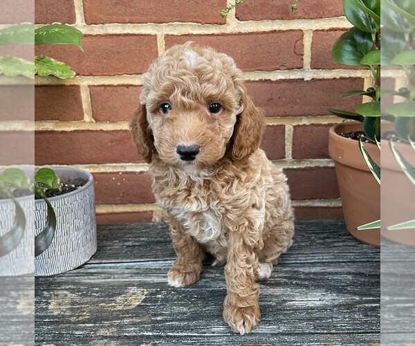Medium Photo #1 Goldendoodle (Miniature) Puppy For Sale in LEOLA, PA, USA