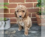 Image preview for Ad Listing. Nickname: Biscuit