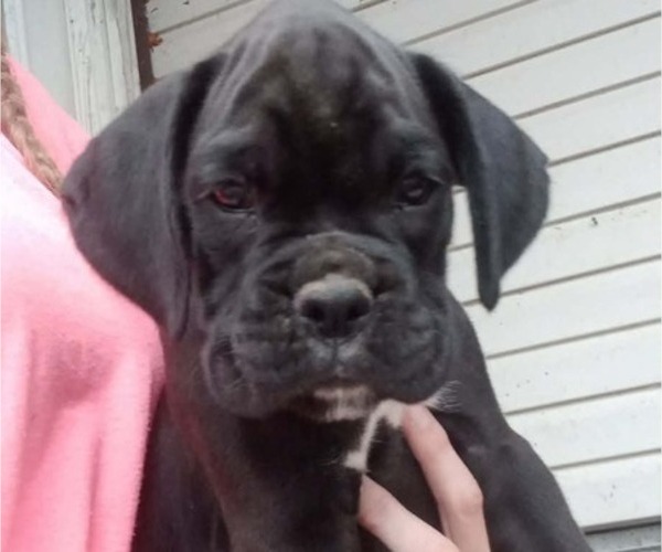 Medium Photo #1 Boxer Puppy For Sale in PULASKI, NY, USA
