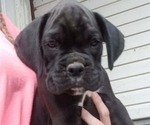 Puppy 2 Boxer