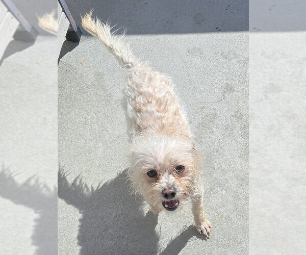 Medium Photo #3 Silky Terrier-Unknown Mix Puppy For Sale in Pacifica, CA, USA