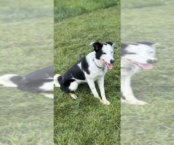 Medium Photo #13 Border Collie Puppy For Sale in Highland, IL, USA