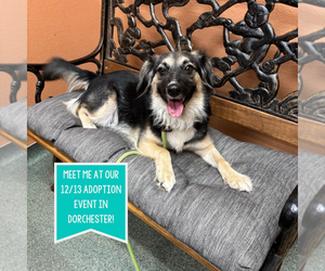 Collie-Unknown Mix Dogs for adoption in Boston, MA, USA