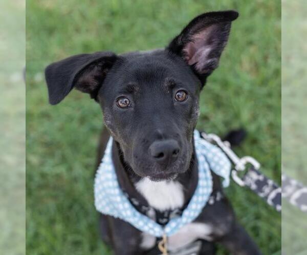 Medium Photo #11 Labrador Retriever-Unknown Mix Puppy For Sale in San Diego, CA, USA