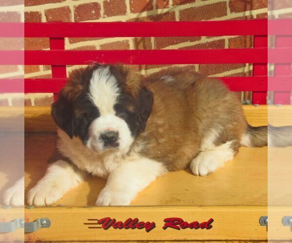 Medium Photo #2 Saint Bernard Puppy For Sale in MARIETTA, PA, USA