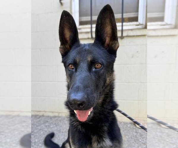 Medium Photo #1 German Shepherd Dog Puppy For Sale in Woodland, CA, USA