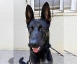 Small German Shepherd Dog