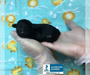 Schnoodle (Miniature) Puppy for sale in WINNSBORO, LA, USA